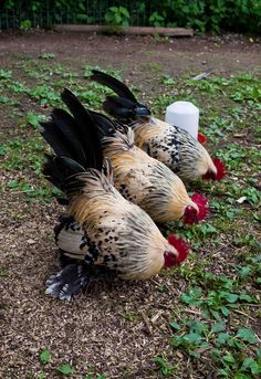 three chickens are standing on the ground with their heads down