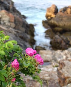 some pink flowers by the ocean with rocks and water in the backgroung