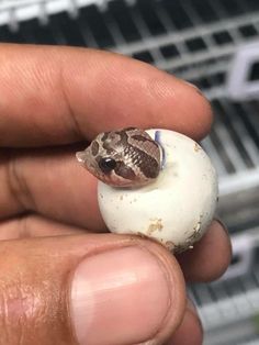 a small snake sitting on top of an egg in someone's hand with it's head sticking out