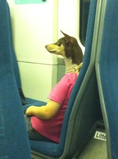 a dog sitting on the seat of a train