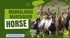 When I first met a Mangalarga Marchador, I knew this horse would change my riding experience forever. Their unique “marcha” […]