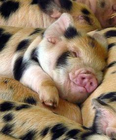 three baby pigs are sleeping together in their pen