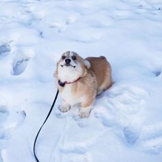 a small brown and white dog standing in the snow with a leash attached to it's mouth