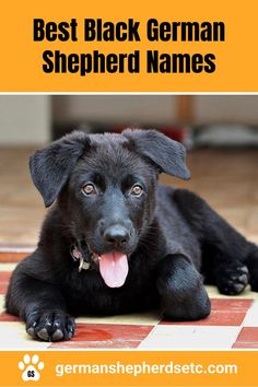 Black German Shepherd Puppy Black Gsd, Black Shepherd, Female Dog Names, Names List