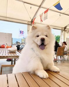 a white dog sitting on top of a wooden table