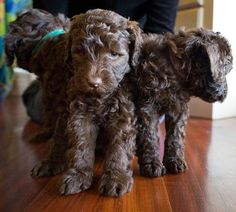 two brown puppies standing next to each other on top of a hard wood floor