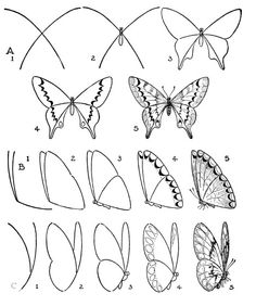 butterflies and their wings are shown in the diagram below, which shows how to draw them