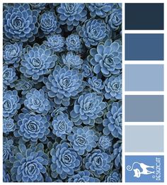 blue color scheme with succulents in the center and bottom half of it