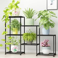 there are many different types of plants on this shelf