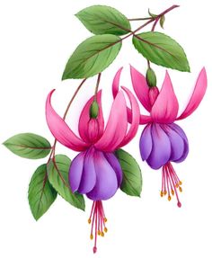 two pink and purple flowers with green leaves