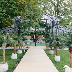 the walkway is lined with palm trees and potted plants in front of a building