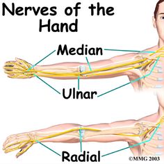 Limb Anatomy, Nerve System, Nerve Anatomy, Ulnar Nerve, Exercise Science, Spinal Decompression