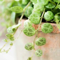 some green plants are growing in a pot