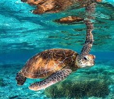 a turtle swimming in the ocean with its head above water's surface and corals below