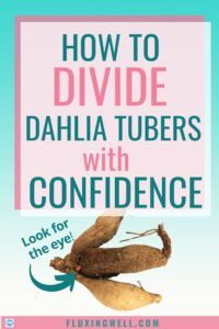 the cover of how to divide dahla tubes with confidence by flix kingwell