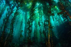 an underwater view of seaweed growing in the ocean floor with sunlight streaming through it