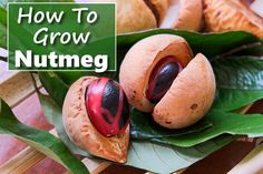 two nutmeg halves sitting on top of green leaves with the words how to grow nutmeg