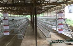 several rows of chicken cages in a building