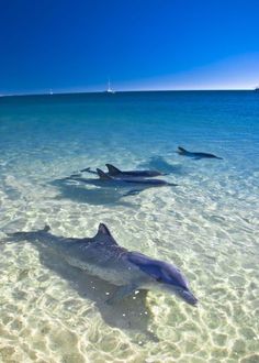 three dolphins swimming in shallow water near the beach with blue sky and clear ocean waters