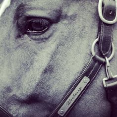 a close up view of a horse's face and bridle