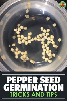 a bowl filled with chickpeas on top of a black counter next to the words pepper seed germination tricks and tips