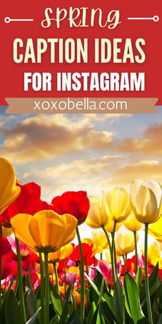 image of yellow and red tulips. Spring Quotes Flowers, Blossom Quotes, Cute Captions, Spring Quotes, Tulip Festival, Spring Pictures, Smart Quotes, Hope Quotes, Spring Tulips