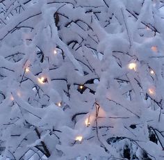 there are many lights in the branches of this snow - covered tree, all lit up