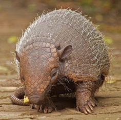 an armadile eating a piece of fruit on the ground