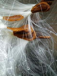 some white feathers with water droplets on them