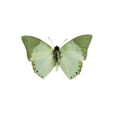 a green and white butterfly on a white background