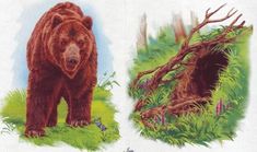 two brown bears standing next to each other on top of green grass and trees in front of them