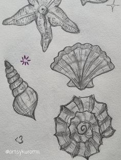 pencil drawing of seashells and starfish