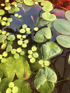 water lilies and leaves floating in a pond