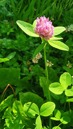 a pink flower in the middle of some green plants