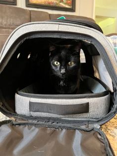 a black cat sitting in an open suitcase