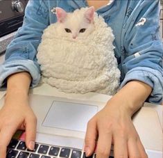 a person is typing on a laptop with a cat in the blanket over their lap