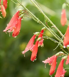 red flowers with water droplets on them hanging from a branch in front of green leaves