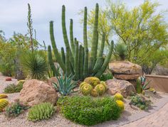 a cactus garden with rocks and cacti