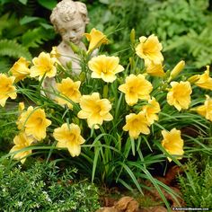 yellow flowers are growing in the garden with a statue behind them and green foliage around it