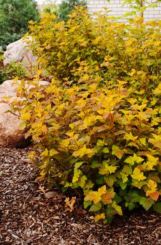 a bush with yellow flowers in front of some rocks and bushes on the side of a building