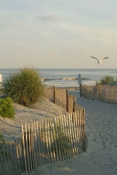 a bird flying over the top of a sandy beach