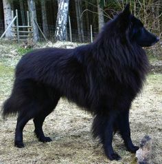 a large black dog standing on top of a dry grass covered field with trees in the background