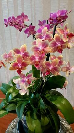 a vase filled with pink flowers on top of a wooden table