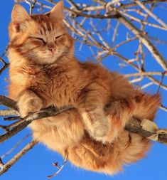 an orange cat sitting on top of a tree branch with its eyes closed and it's head hanging down