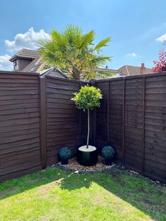 a small tree is in the middle of a fenced area with two potted plants