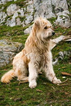 a shaggy dog sitting on top of a lush green field next to rocks and grass