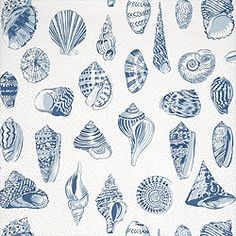 an image of seashells on yellow background