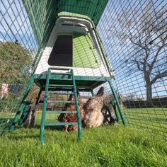 chickens are in the grass near a green caged chicken house with doors on it's sides