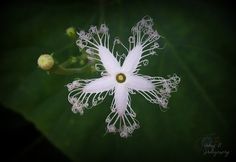 a white flower with green leaves in the background