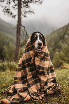 a dog wrapped up in a blanket sitting on the grass with mountains in the background